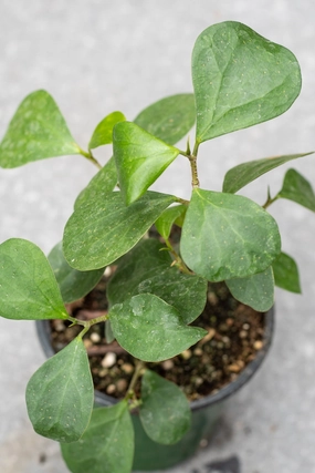 Ficus deltoidea 4" medium flower pot  
