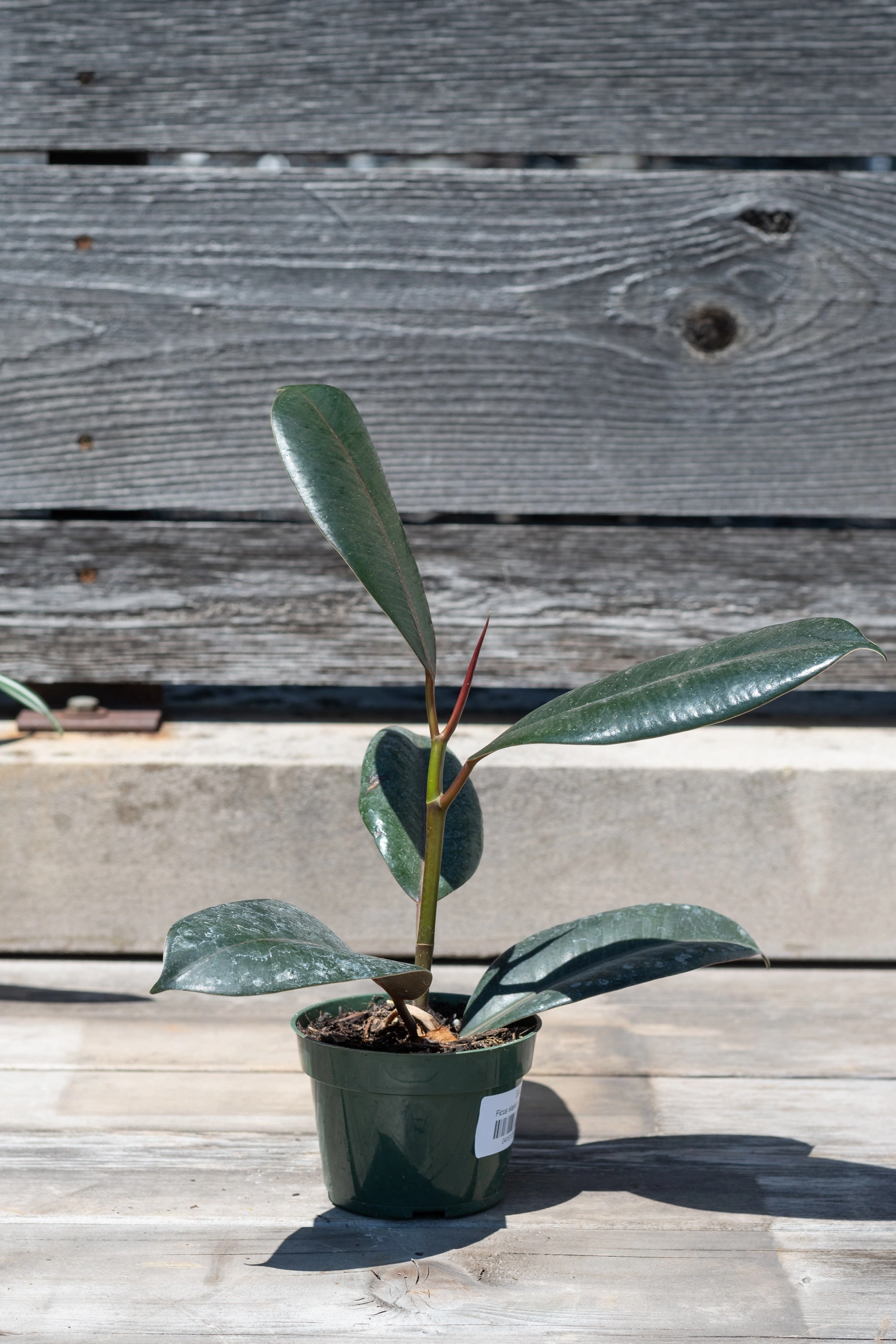 Ficus elastica 4"