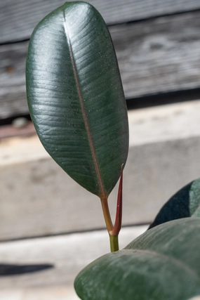 Ficus elastica 4" medium flower pot  
