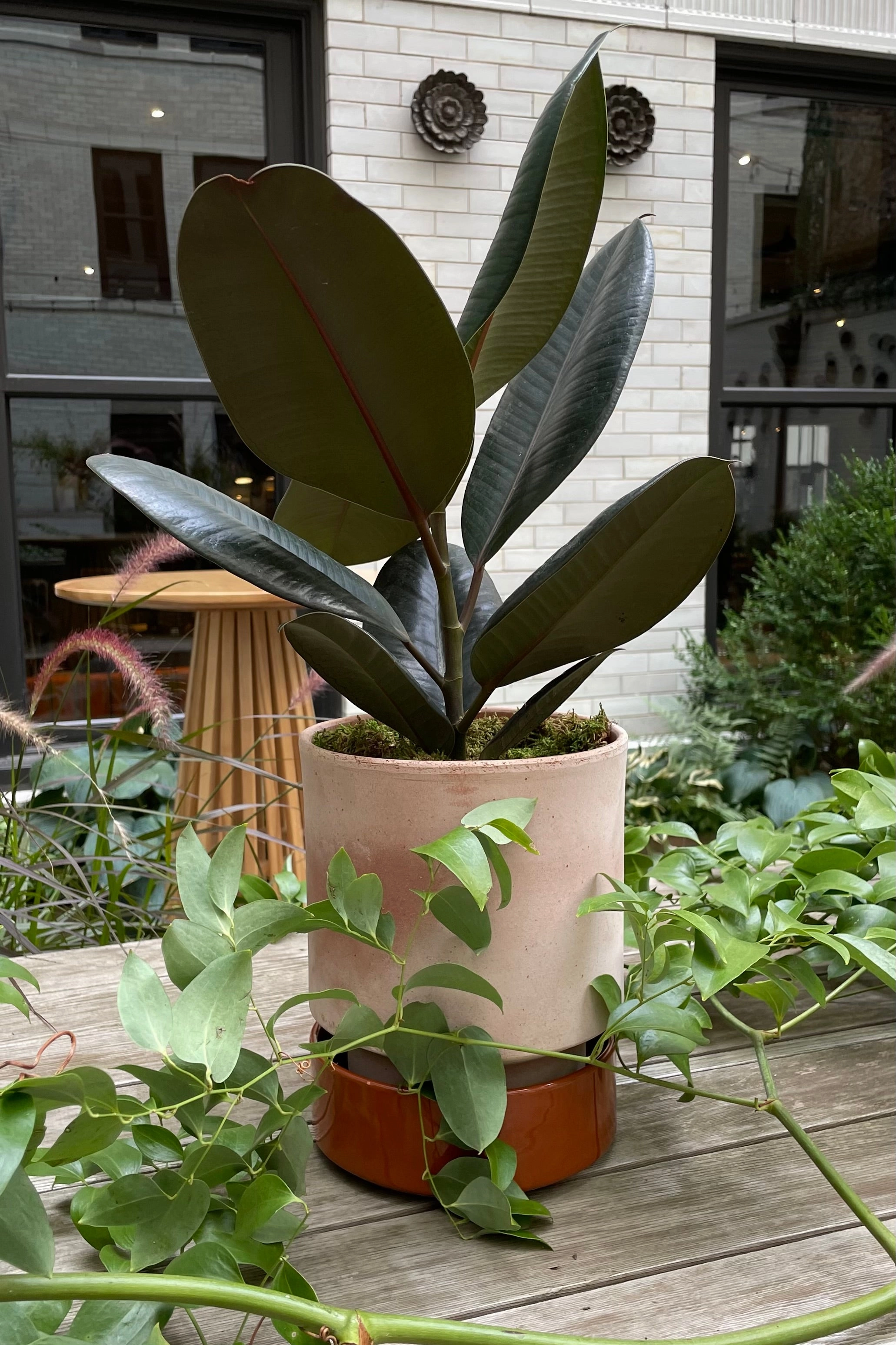 Ficus elastica 6"