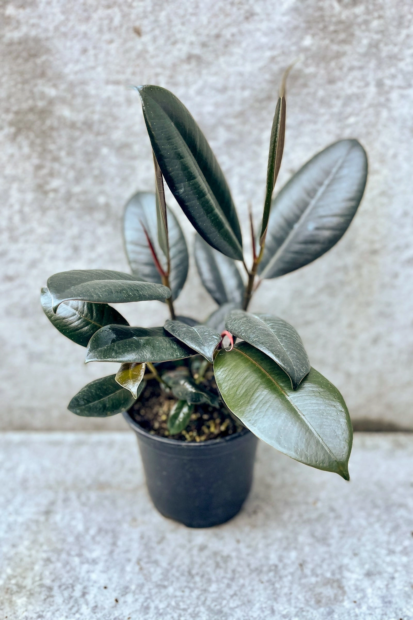 Ficus elastica 6"