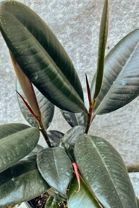 Ficus elastica 6" medium flower pot  