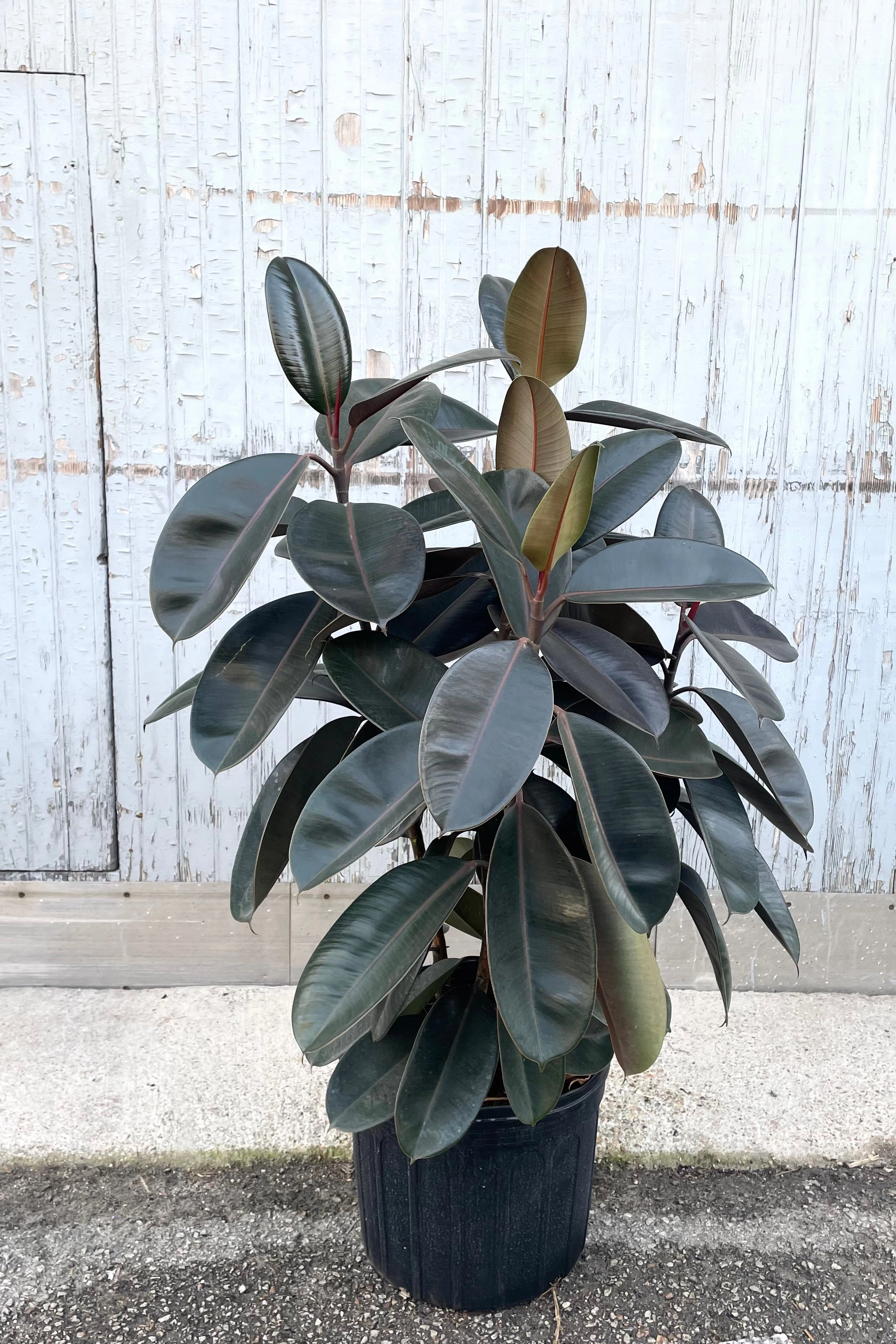 Ficus elastica 'Burgundy' 14"