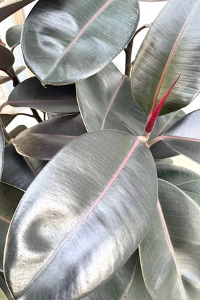 Ficus elastica 'Burgundy' 14" medium flower pot  