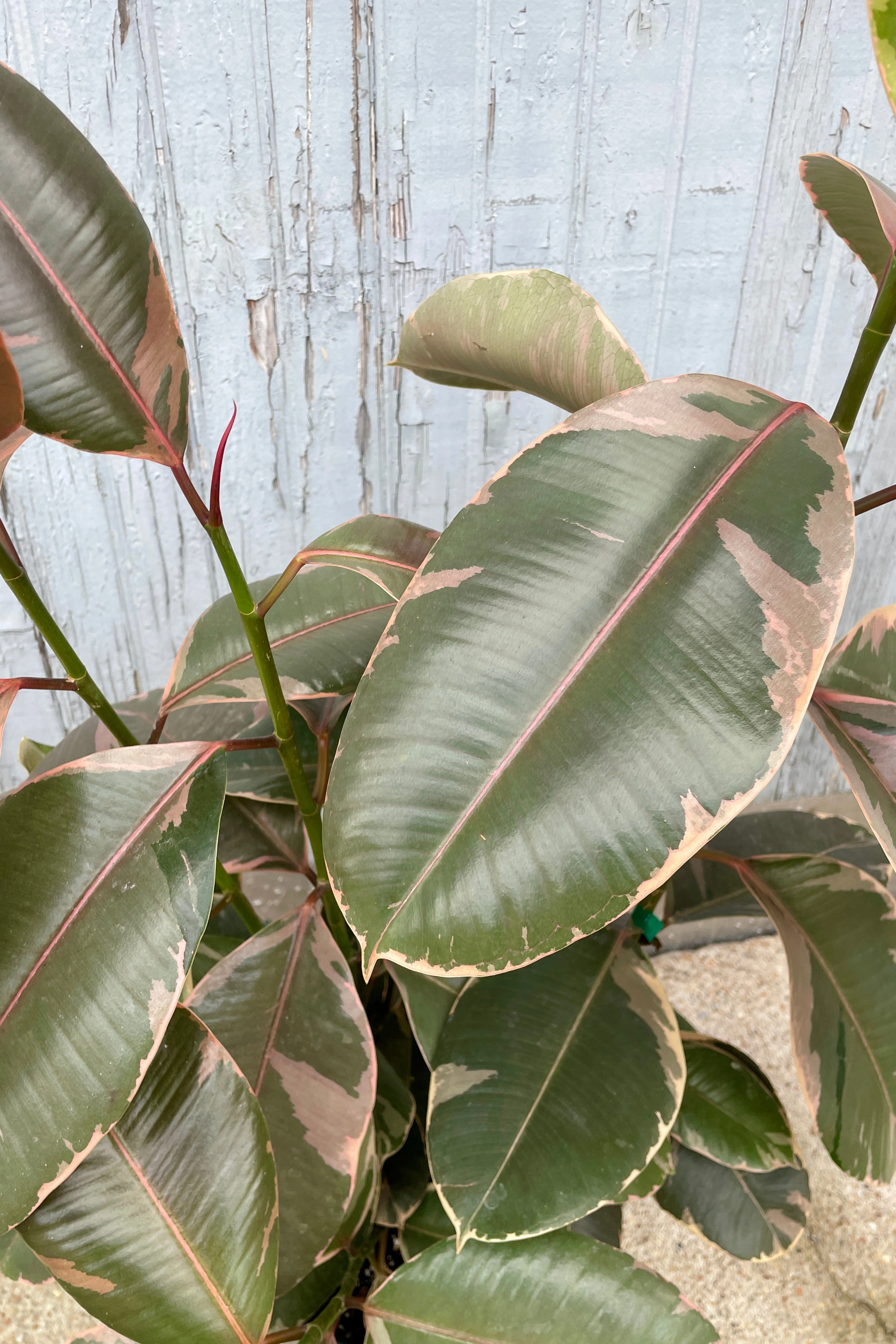 Ficus elastica 'Ruby' 12" column