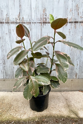 Ficus elastica 'Ruby' 12" column medium flower pot  