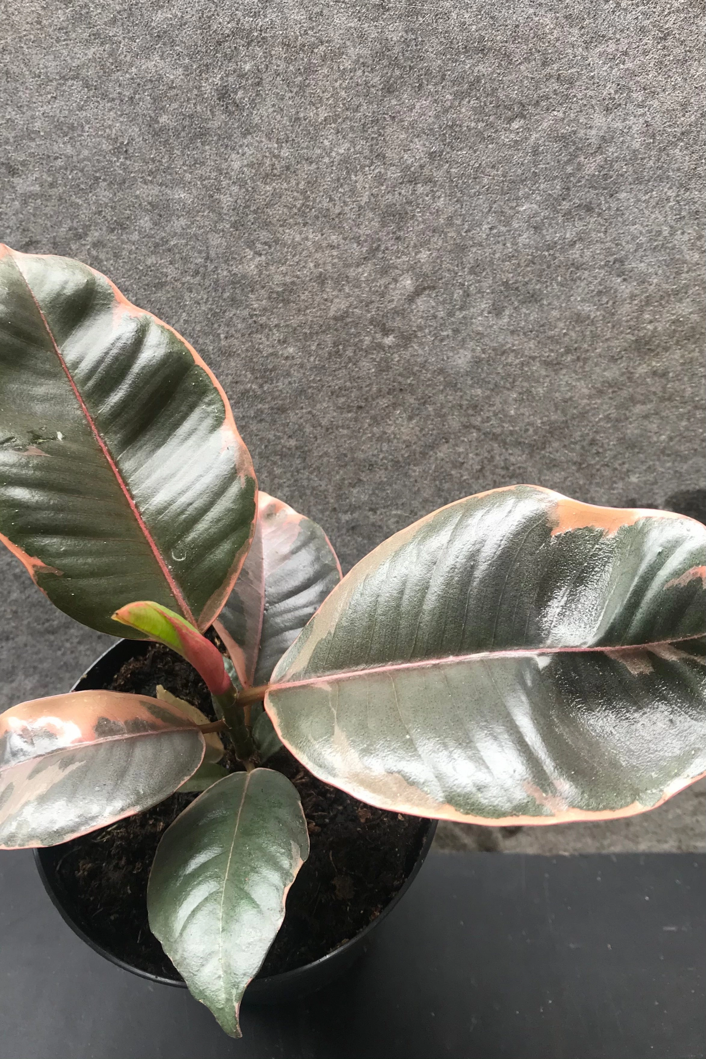 Ficus elastica 'Ruby' 4"