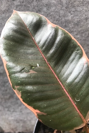 Ficus elastica 'Ruby' 4" medium flower pot  