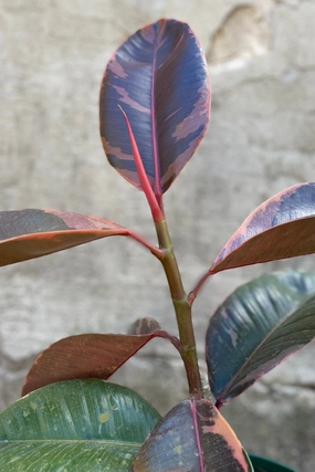 Ficus elastica 'Ruby' 6" medium flower pot  