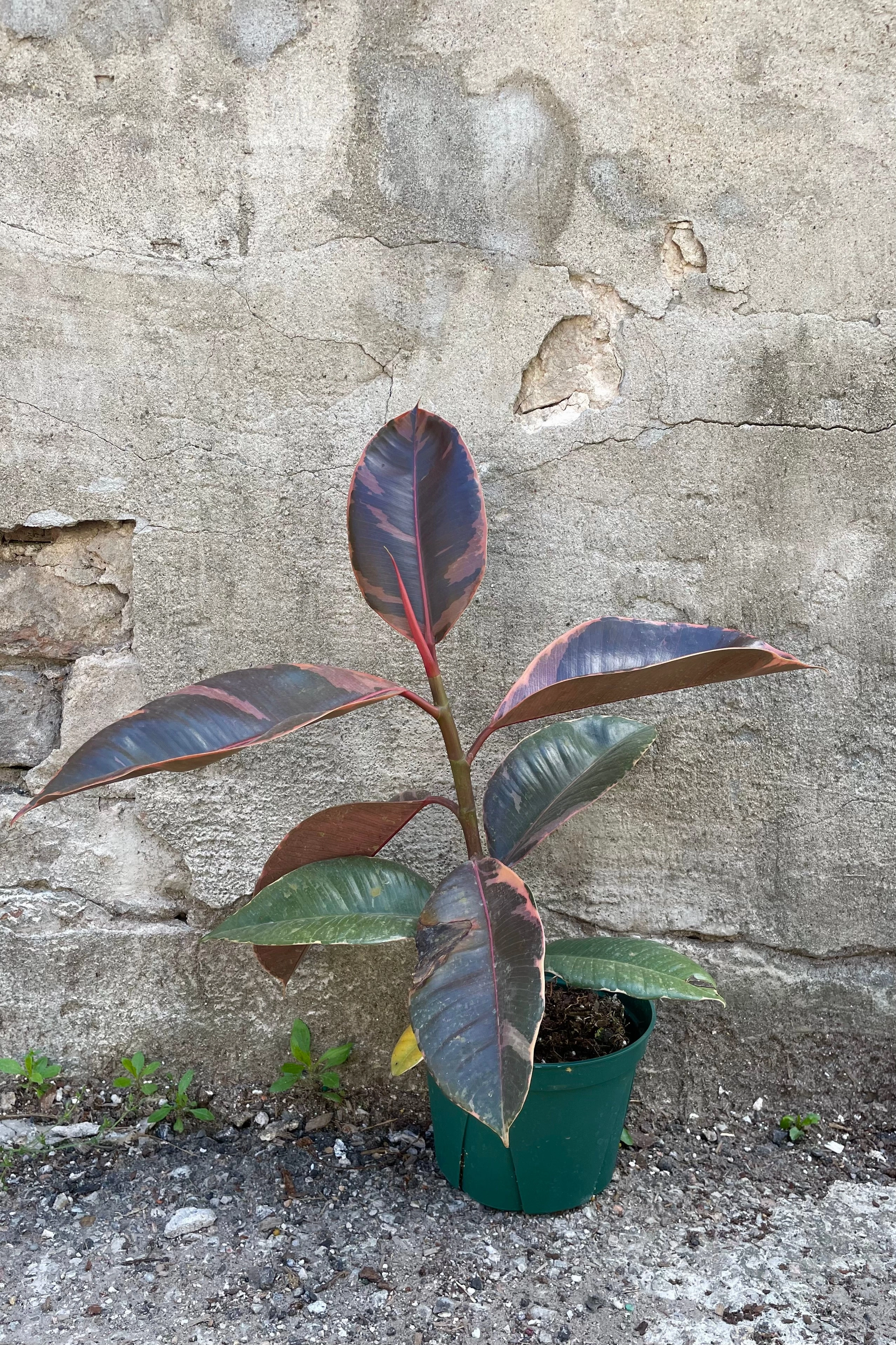 Ficus elastica 'Ruby' 6"