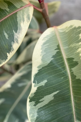 Ficus elastica 'Tineke' 10" medium flower pot  
