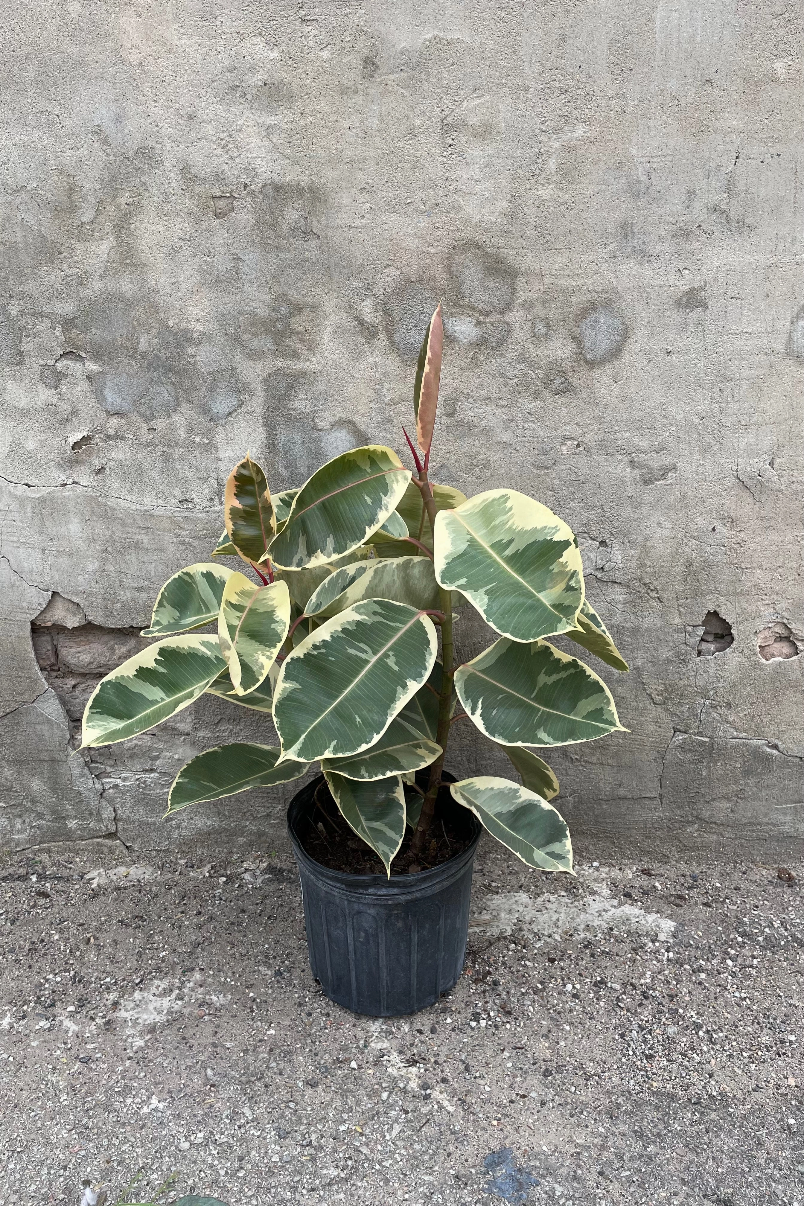 Ficus elastica 'Tineke' 10"