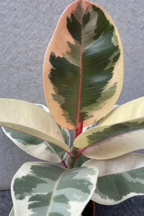 Ficus elastica 'Tineke' 5" medium flower pot  
