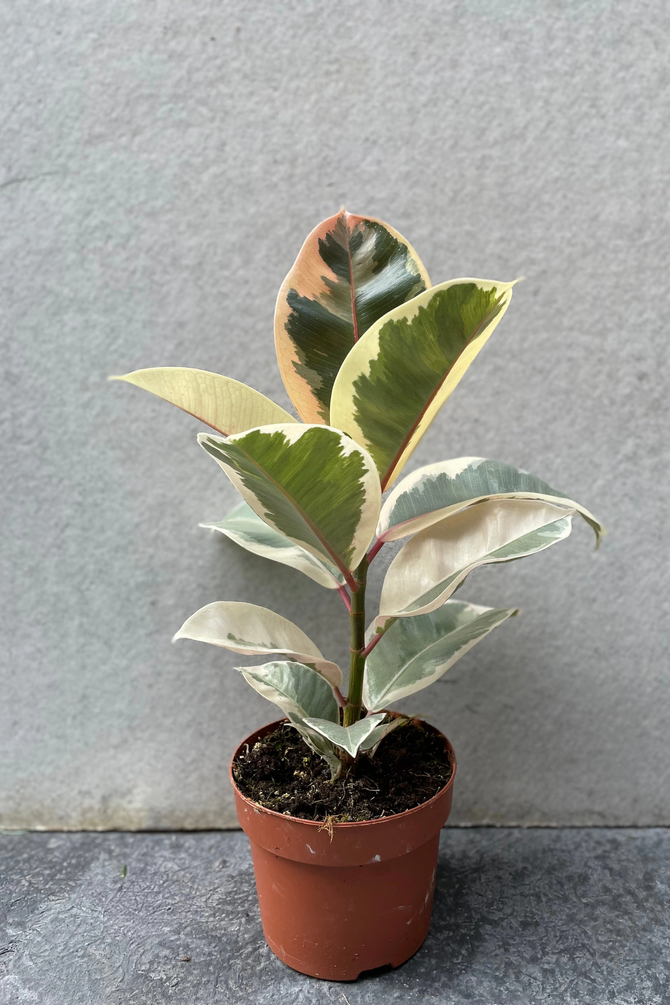 Ficus elastica 'Tineke' 5"