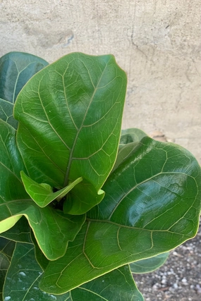 Ficus lyrata 'Little Fiddle' bush form 10" medium flower pot  