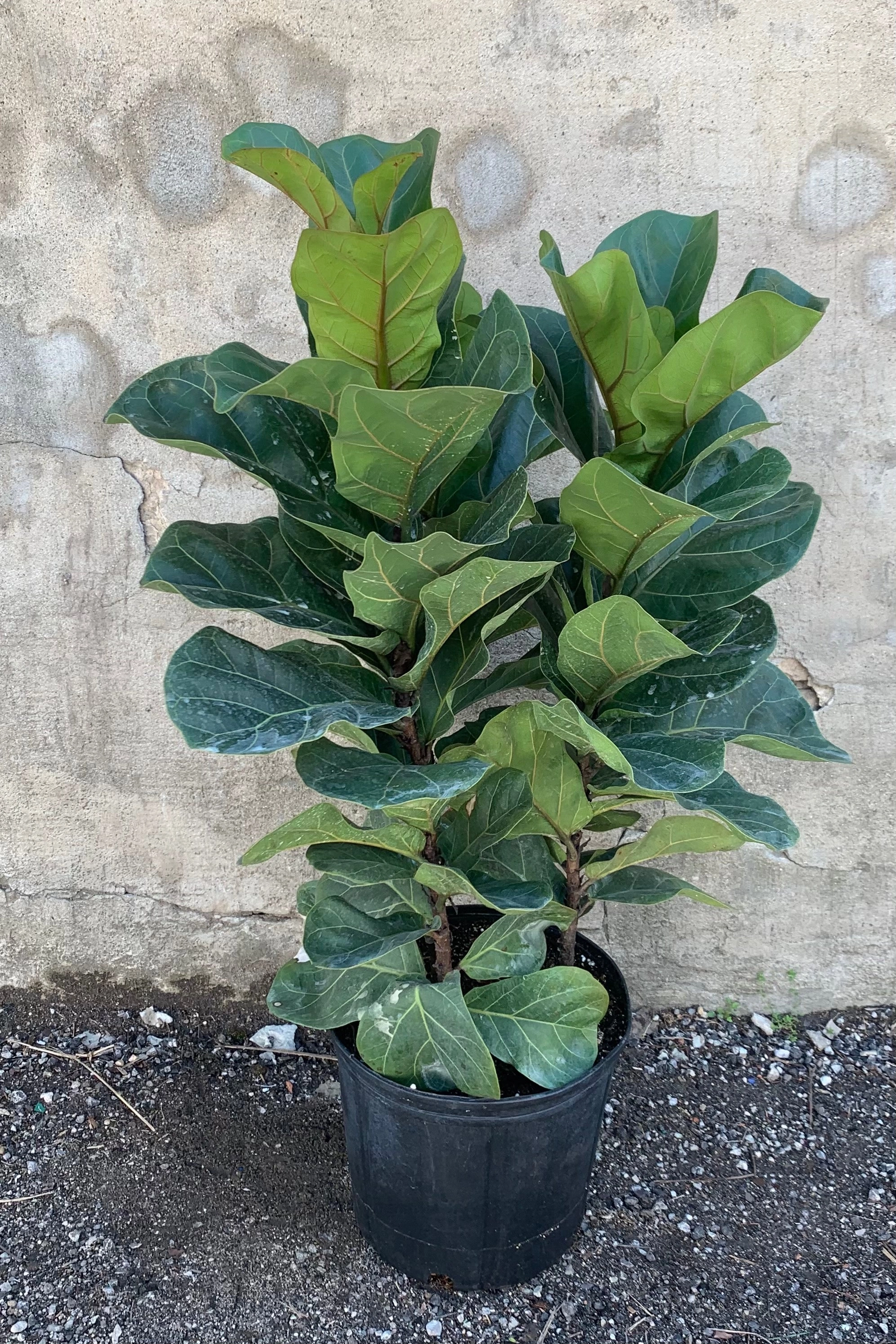 Ficus lyrata 'Little Fiddle' bush form 10"