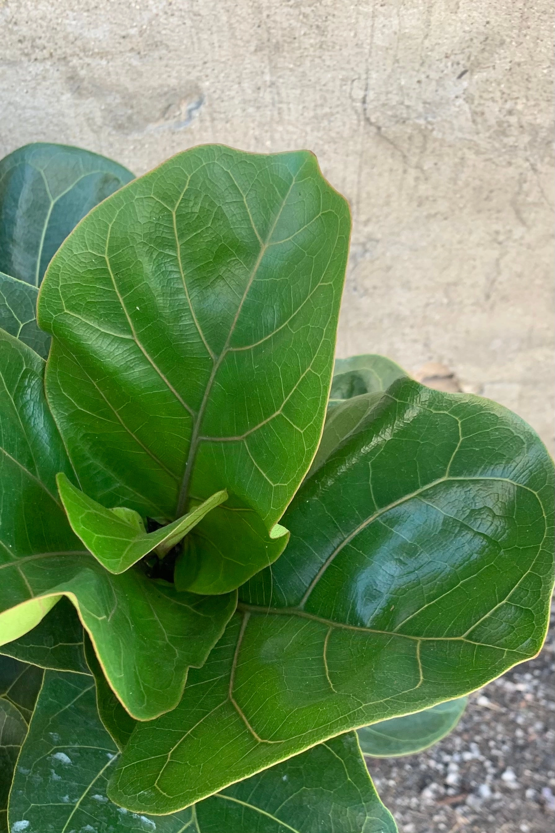 Ficus lyrata 'Little Fiddle' bush form 10" medium flower pot  