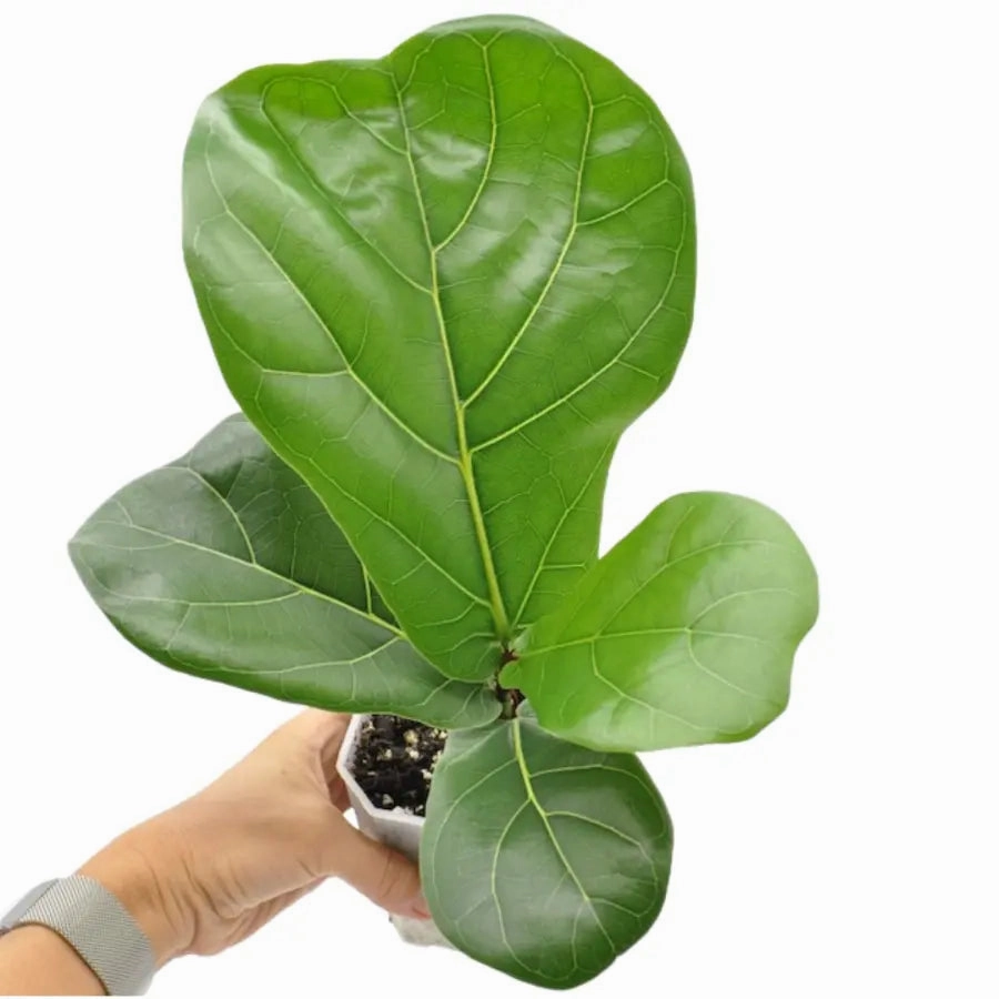Ficus Lyrata (Fiddle-leaf Fig)