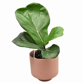 Ficus Lyrata (Fiddle-leaf Fig) large flower pot  