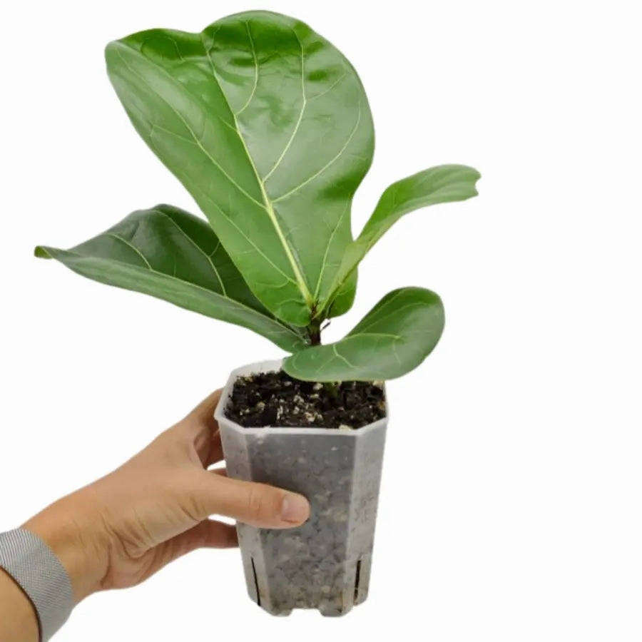 Ficus Lyrata (Fiddle-leaf Fig)