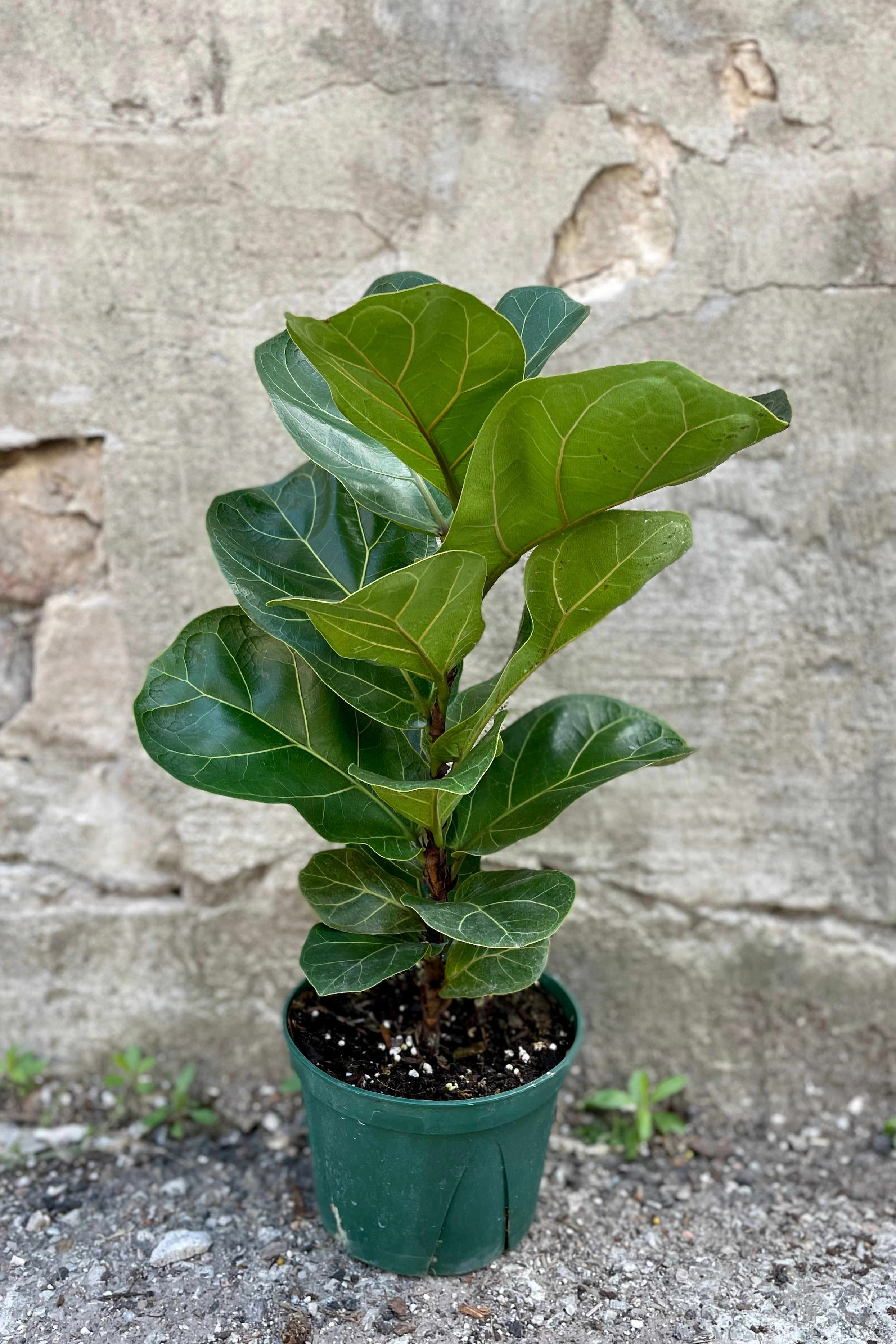 Ficus lyrata "Fiddle Leaf Fig" 6"