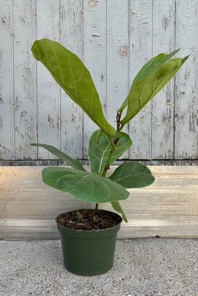 Ficus lyrata "Fiddle Leaf Fig" 6" medium flower pot  