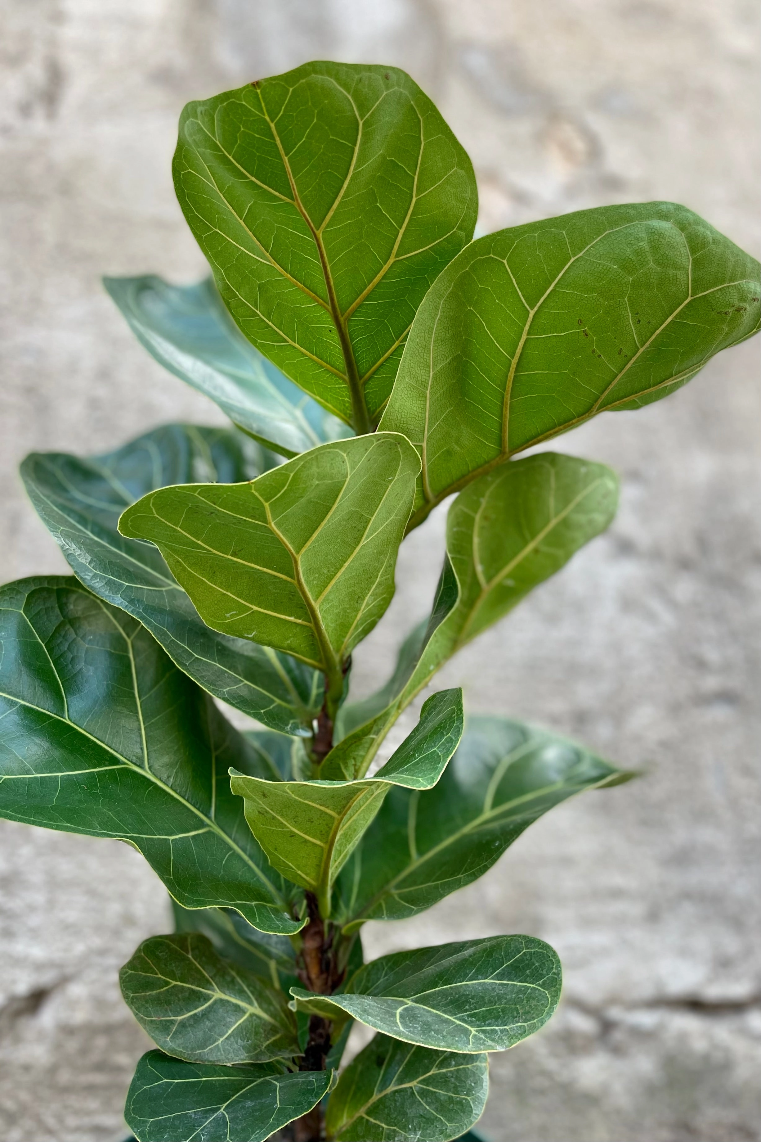Ficus lyrata "Fiddle Leaf Fig" 6"