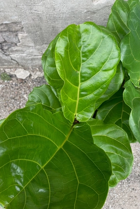 Ficus lyrata "Fiddle Leaf Fig" 8" medium flower pot  