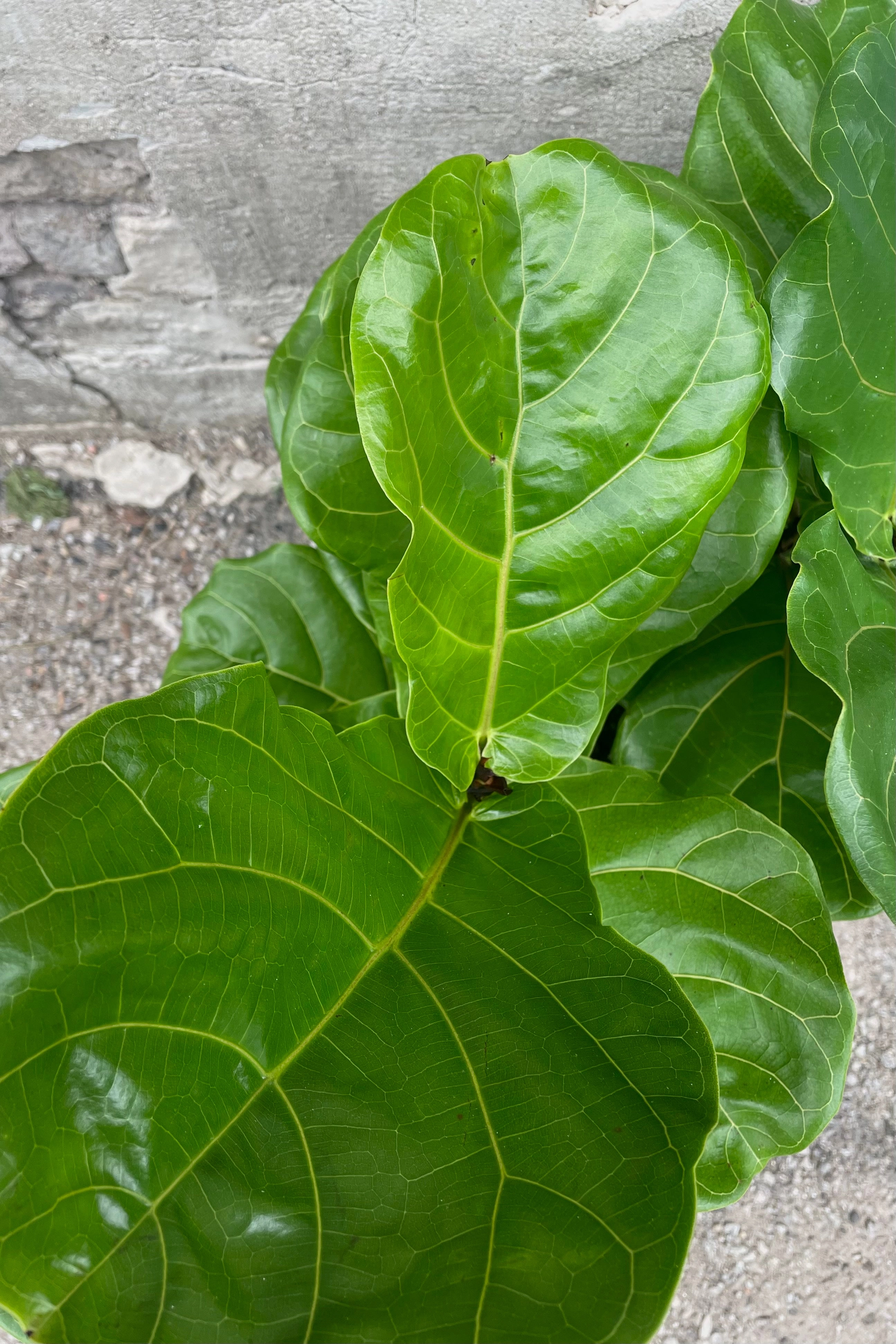 Ficus lyrata "Fiddle Leaf Fig" 8" medium flower pot  