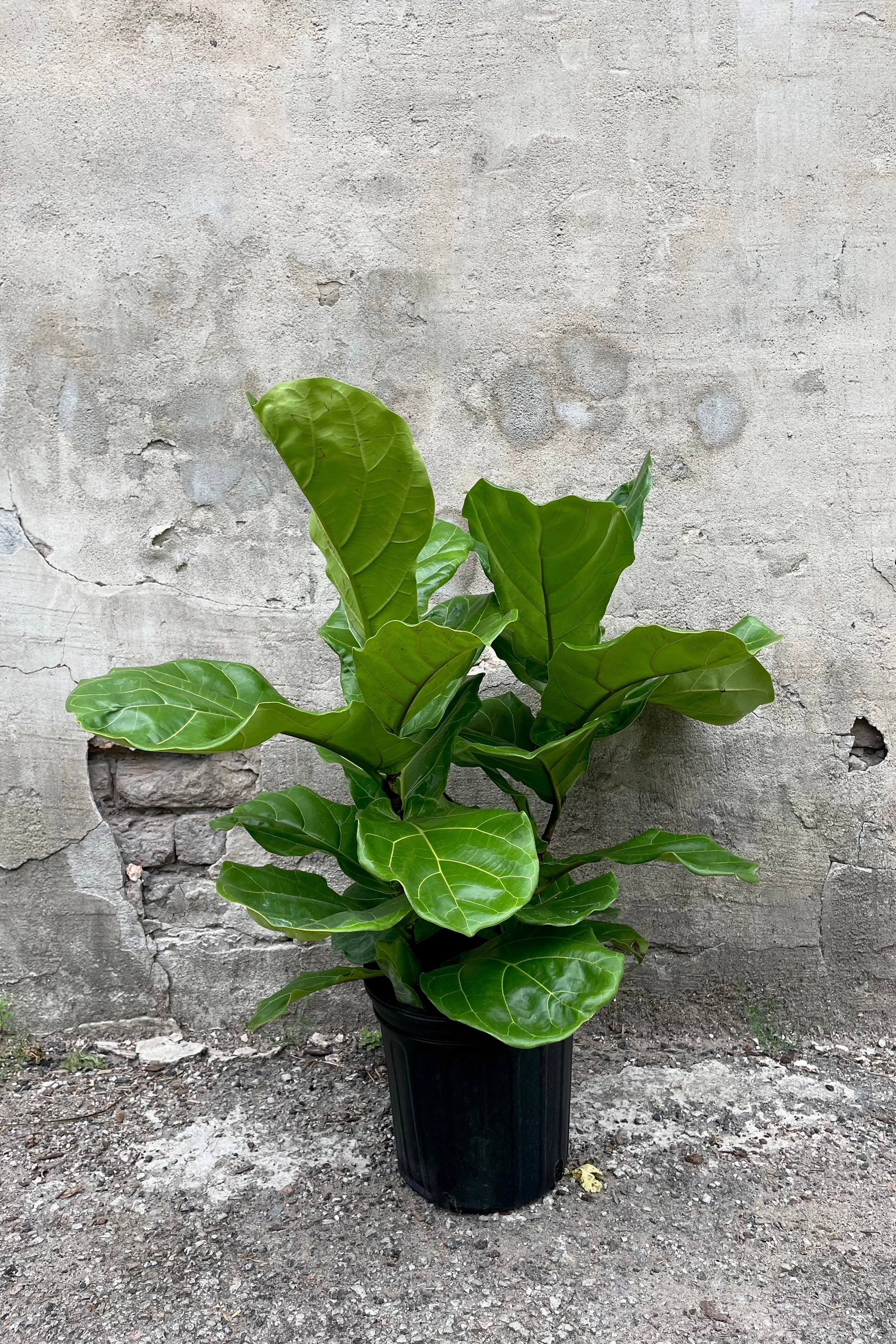 Ficus lyrata "Fiddle Leaf Fig" 8"