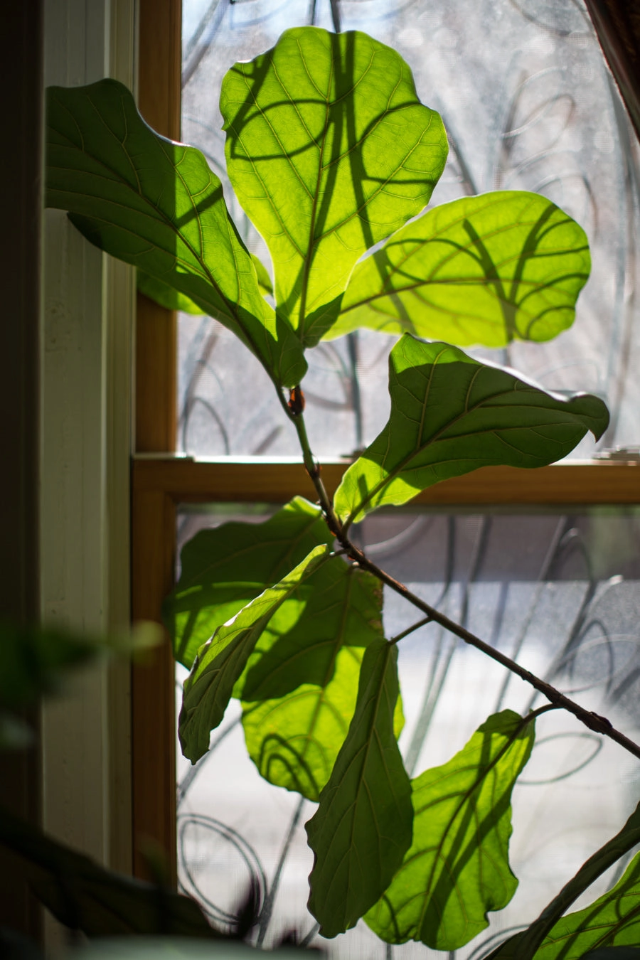 Ficus lyrata "Fiddle Leaf Fig" standard form 10"