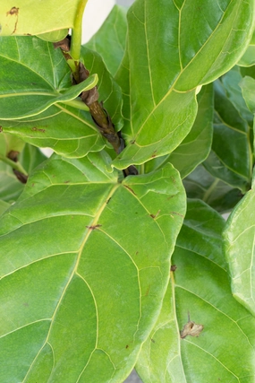 Ficus lyrata "Fiddle Leaf Fig" standard form 10" medium flower pot  