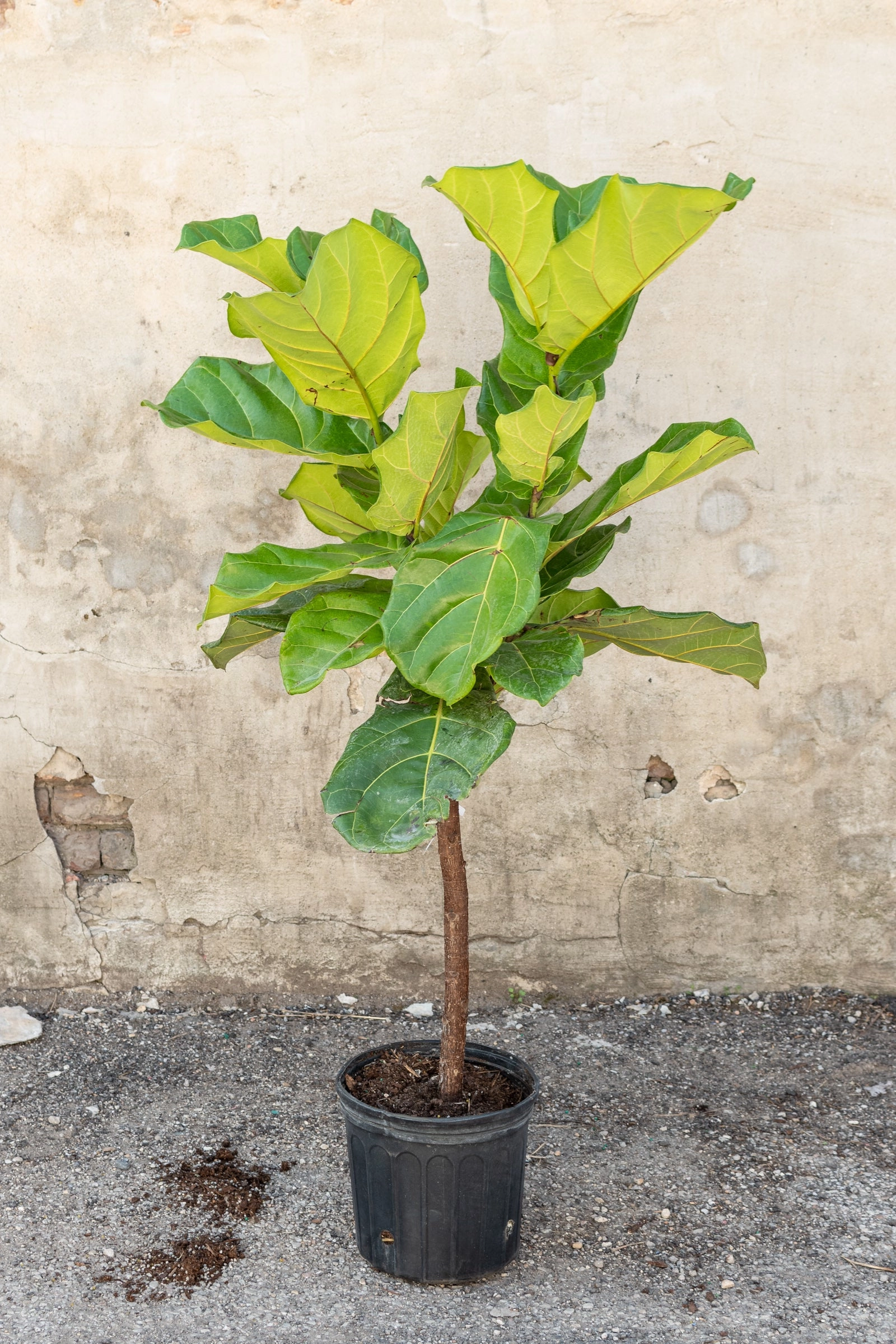 Ficus lyrata "Fiddle Leaf Fig" standard form 10"