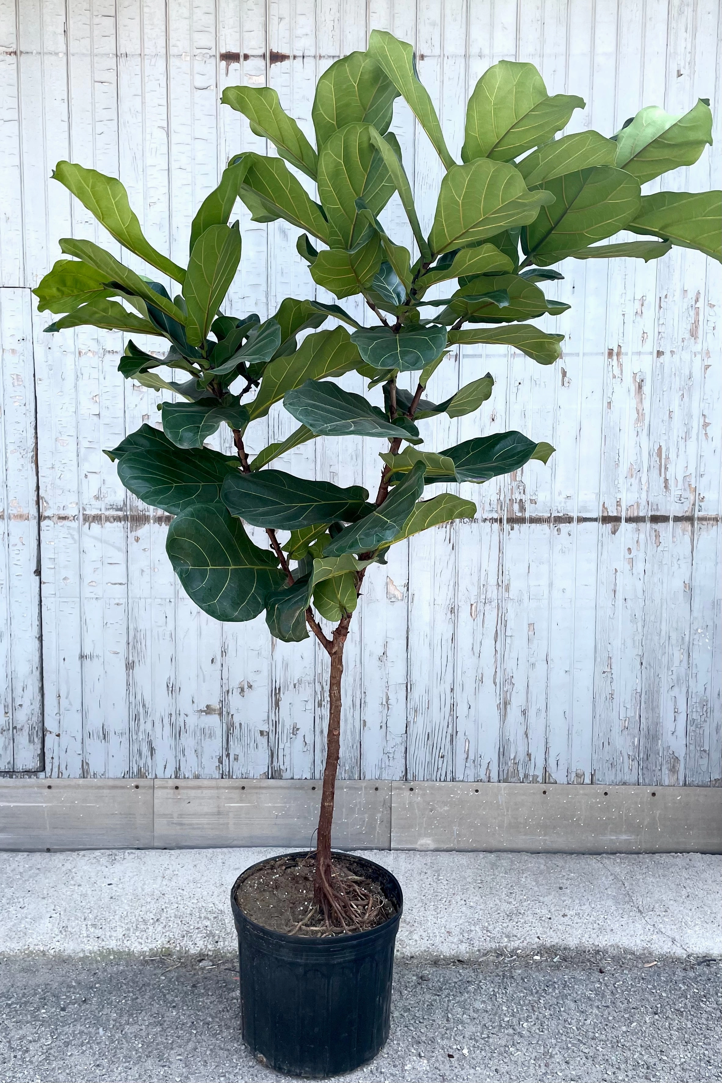 Ficus lyrata "Fiddle Leaf Fig" standard form 14" premium