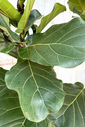 Ficus lyrata "Fiddle Leaf Fig" standard form 14" premium medium flower pot  