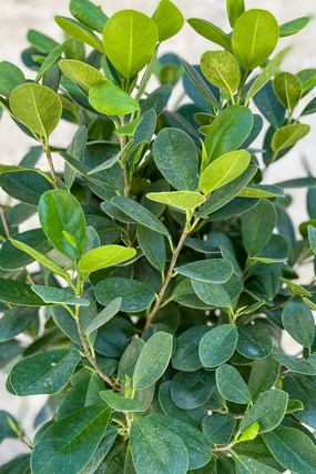 Ficus microcarpa 'Moclame' 14" medium flower pot  