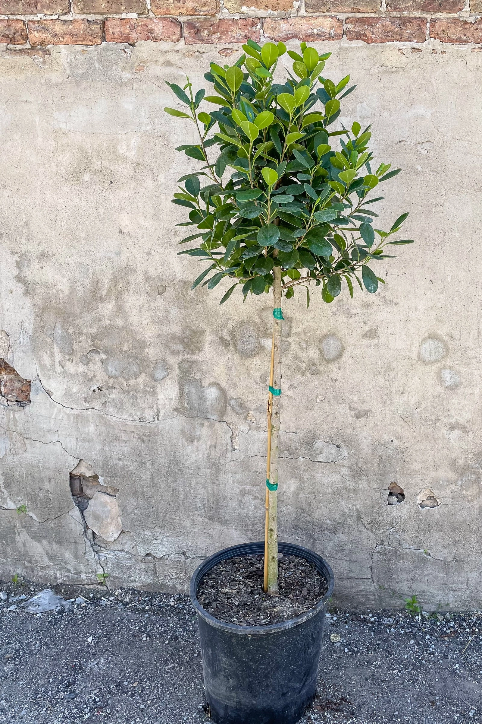 Ficus microcarpa 'Moclame' 14"