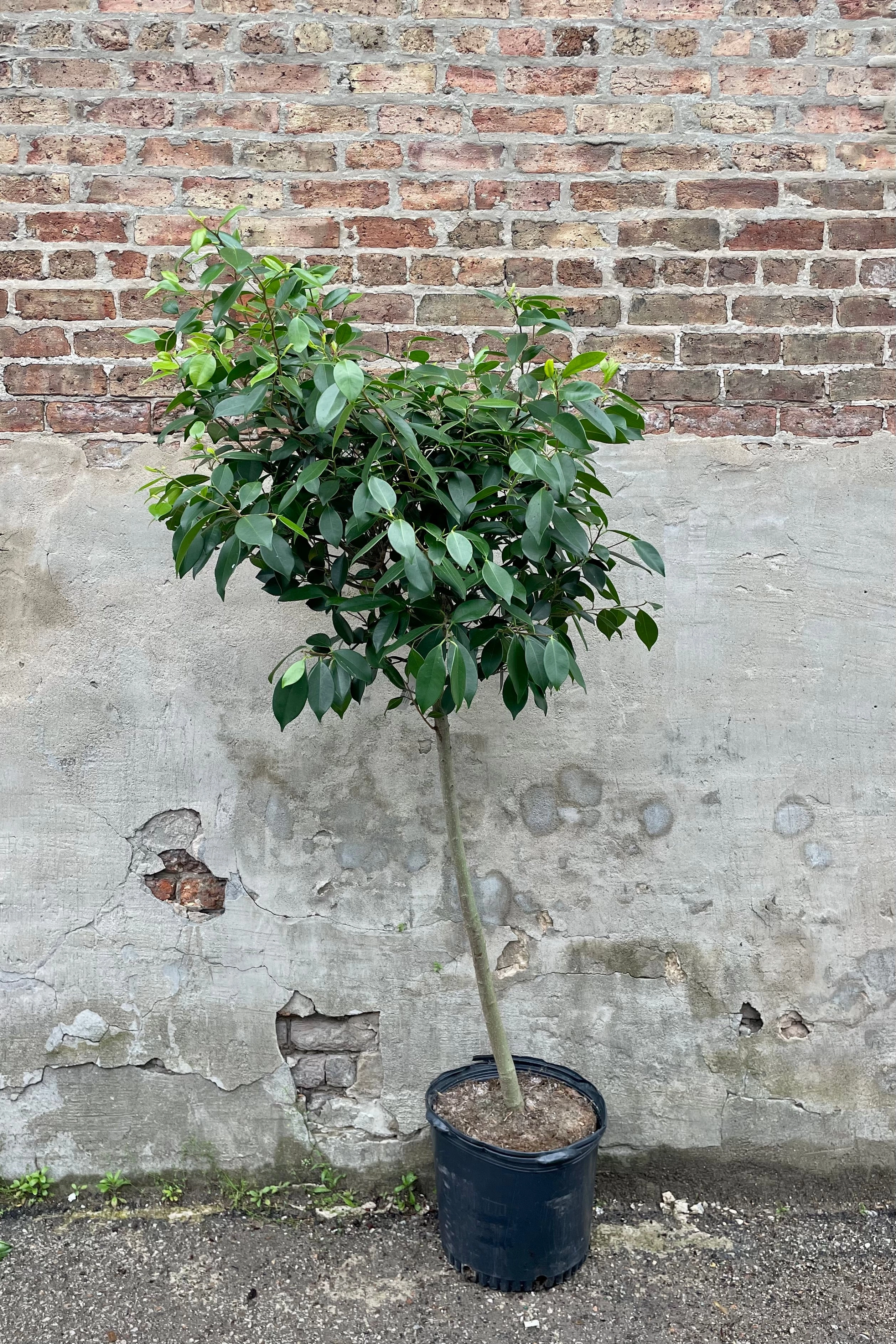 Ficus microcarpa "Nitida" 14"