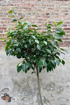 Ficus microcarpa "Nitida" 14" medium flower pot  