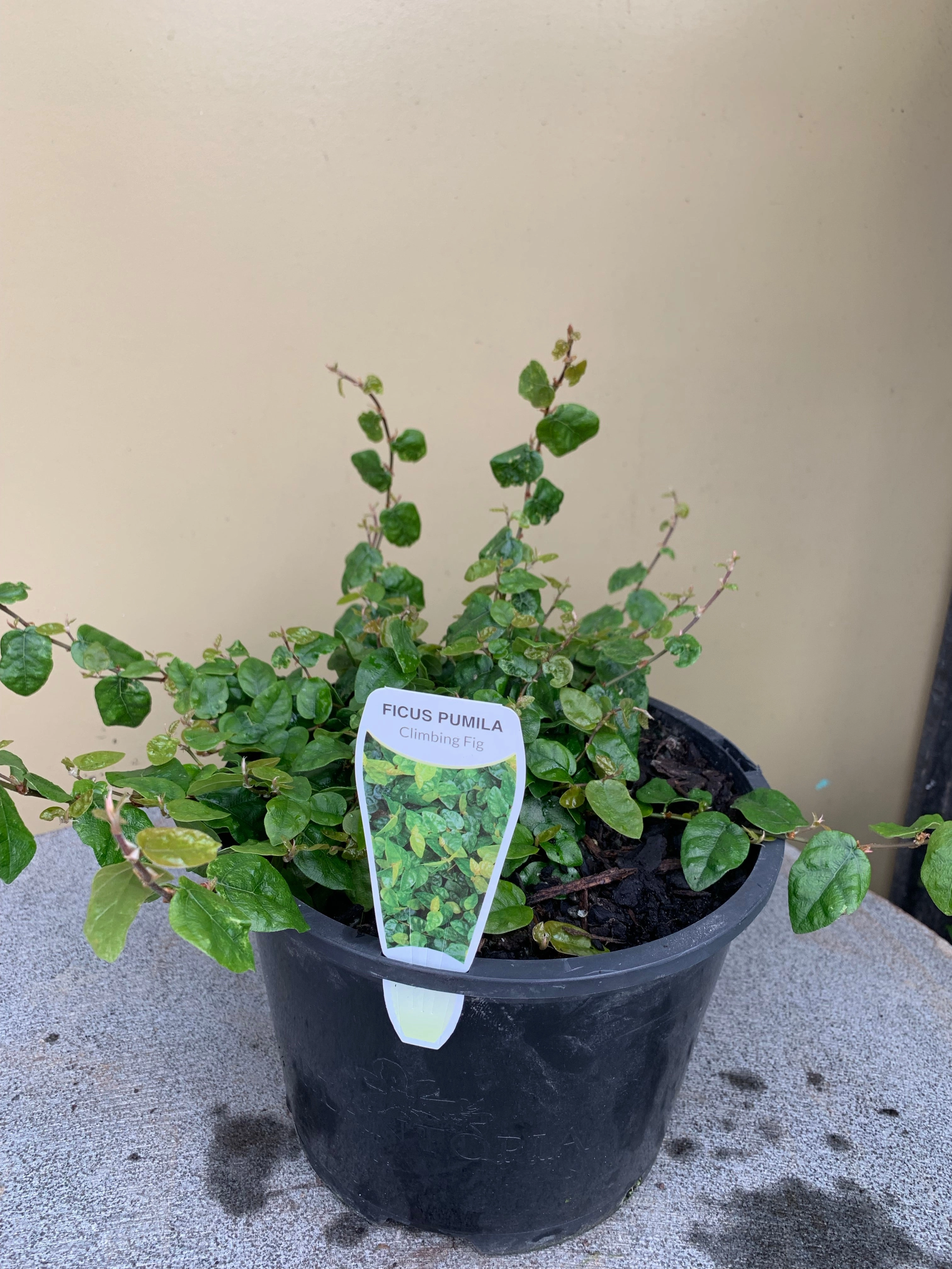 Ficus pumila