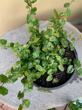 Ficus pumila small flower pot  