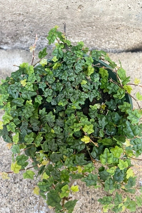Ficus pumila var. quercifolia "Oakleaf Creeping Fig" 4" medium flower pot  