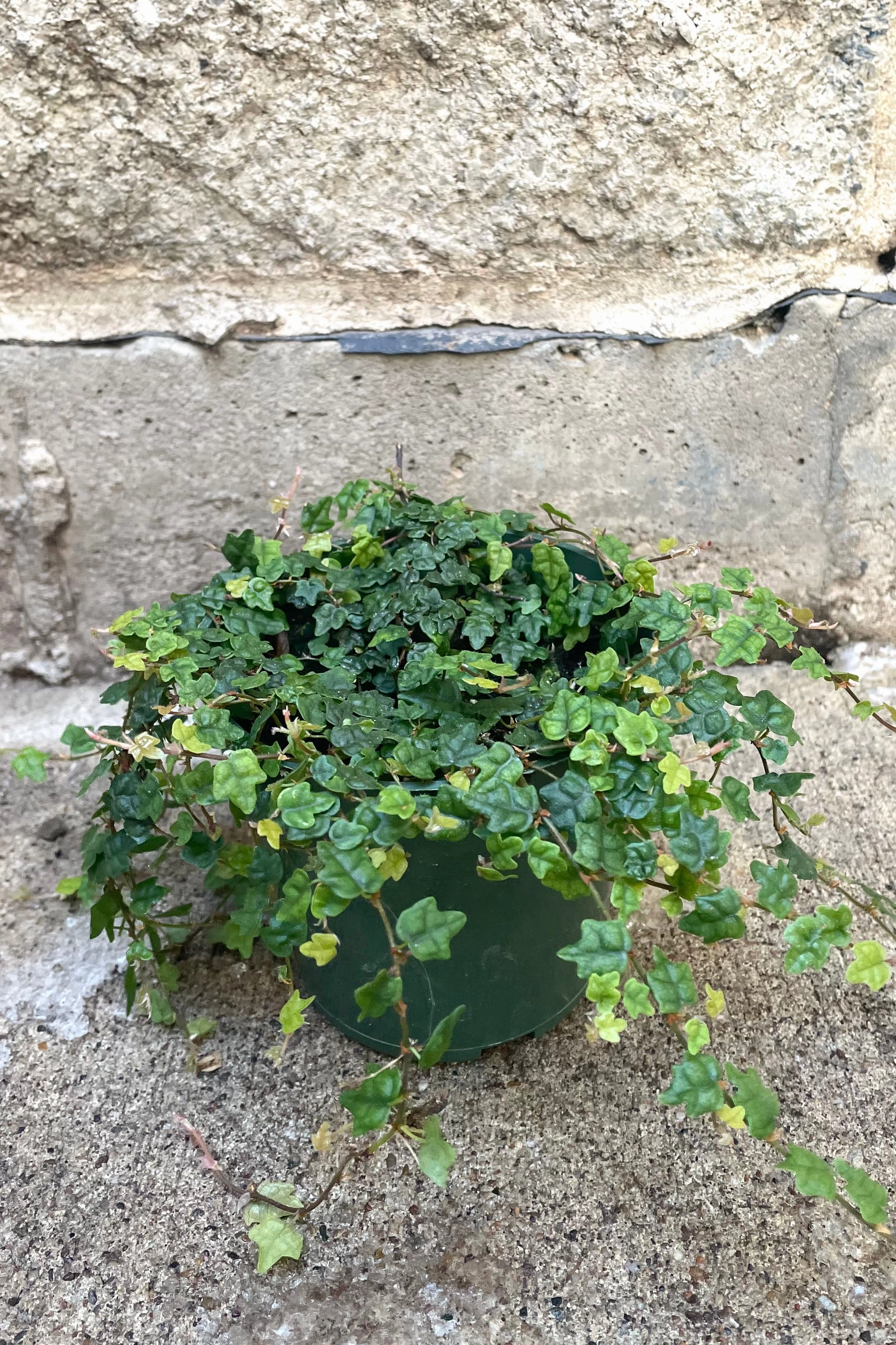 Ficus pumila var. quercifolia "Oakleaf Creeping Fig" 4"