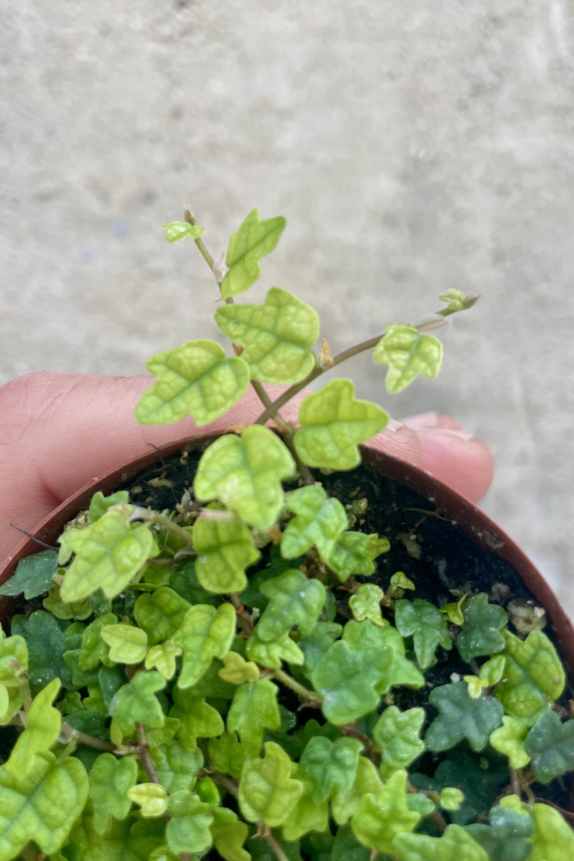 Ficus pumila var. quercifolia "Oakleaf Creeping Fig"  3"