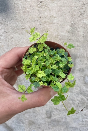 Ficus pumila var. quercifolia "Oakleaf Creeping Fig"  3" medium flower pot  