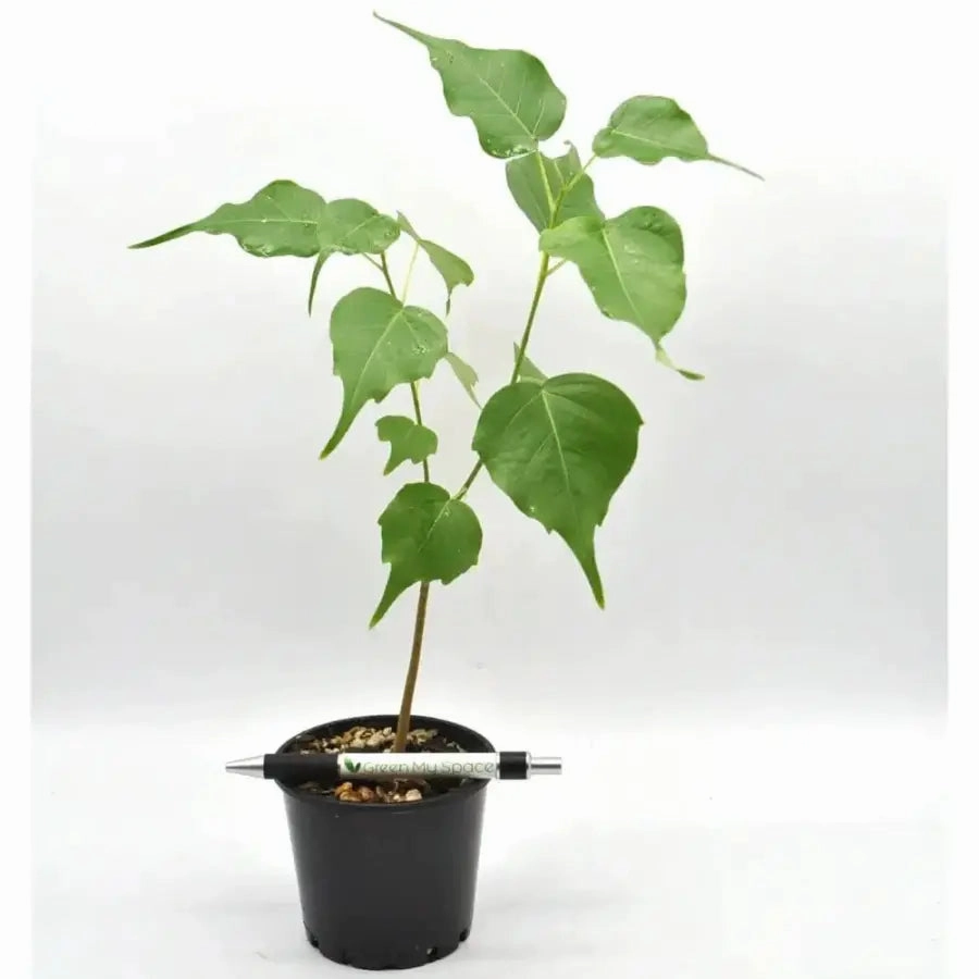 Ficus Religiosa
