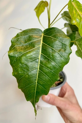 Ficus religiosa 4" medium flower pot  