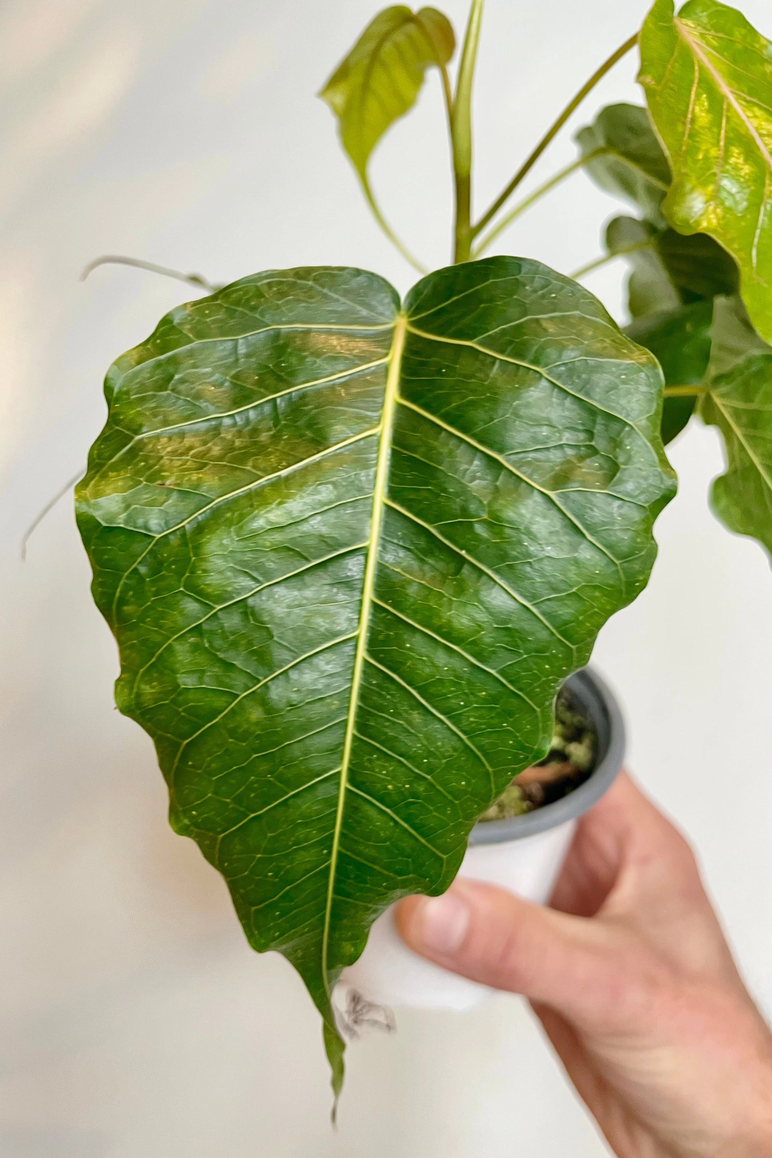 Ficus religiosa 4" medium flower pot  