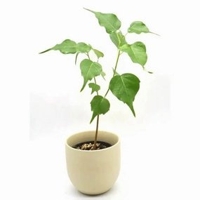 Ficus Religiosa large flower pot  