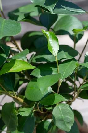 Ficus retusa "Ginseng Ficus" 6" medium flower pot  